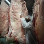 和牛女子が鹿児島黒牛チャンピオン牛を入荷しました！